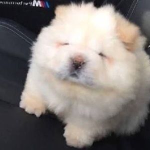 Meet your Posher, Khoi